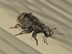 Conotrachelus elegans