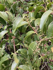 Tripodanthus acutifolius