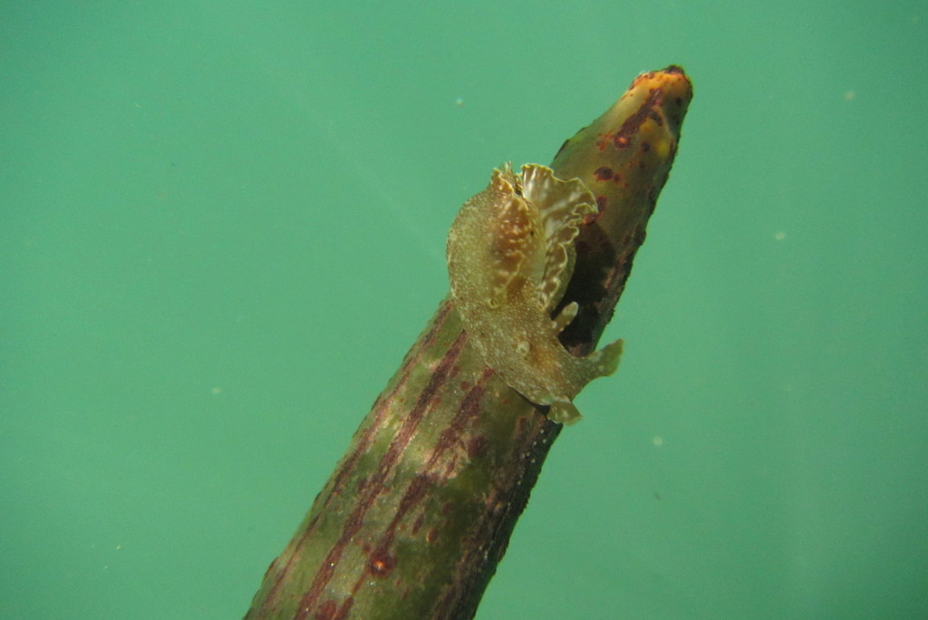 Reticulated sea hare