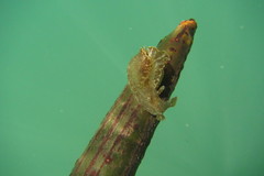 Aplysia reticulata image