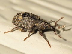 Conotrachelus elegans