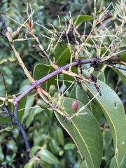 Tripodanthus acutifolius