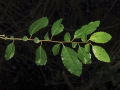 Azara serrata