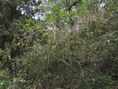 Azara serrata
