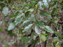 Azara serrata