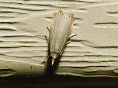 Crambus albellus
