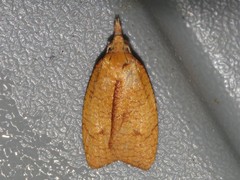 Sparganothis distincta