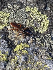Cratichneumon w-album