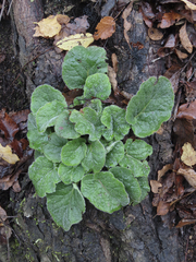 Francoa appendiculata