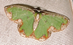 Eucyclodes insperata