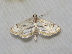 Parapoynx badiusalis