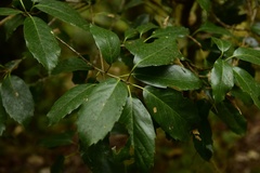 Quercus morii