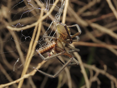 Austrochilus franckei