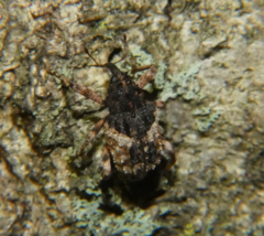 Cryptorhynchus fuscatus