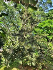Macadamia integrifolia