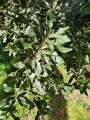 Macadamia integrifolia