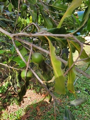 Macadamia integrifolia