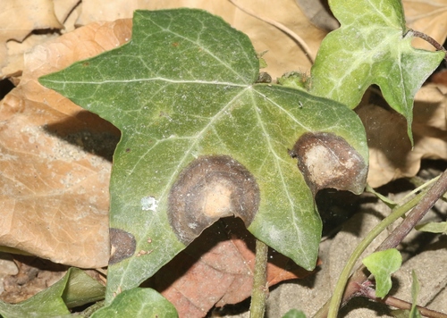 Representative image of Phyllosticta concentrica