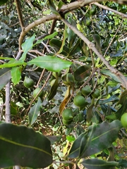 Macadamia integrifolia