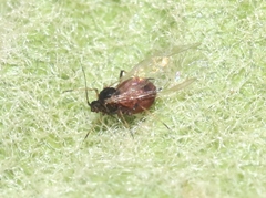 Aphis spiraecola