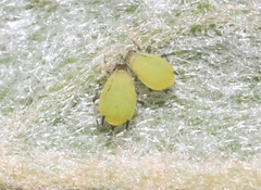 Aphis spiraecola