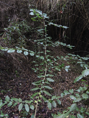 Azara serrata
