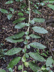 Azara serrata