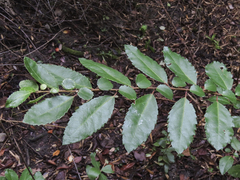 Azara serrata