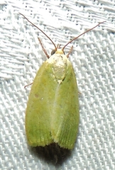 Earias smaragdina