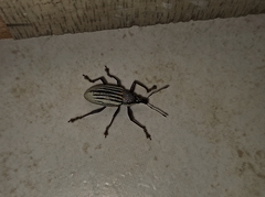 Diaprepes abbreviatus