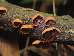 Anthracophyllum discolor