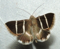Grammodes justa