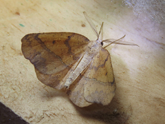 Syncirsodes primata