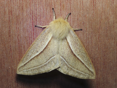 Cinommata bistrigata
