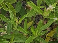 Alternanthera echinocephala