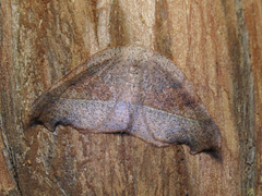 Syncirsodes primata