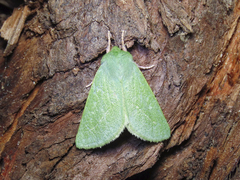 Jochroa chlorogastra