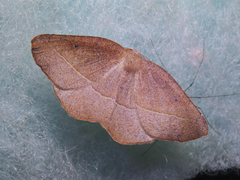 Syncirsodes primata