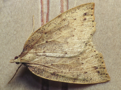 Euclidiodes chiloensis