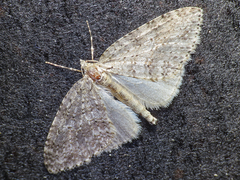 Hoplosauris multivirgulata
