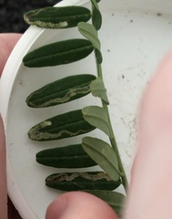 Liriomyza clianthi