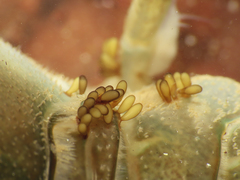 Temnocephala