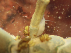 Temnocephala