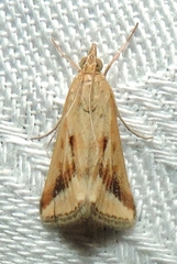 Achyra massalis