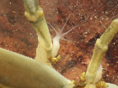 Temnocephala