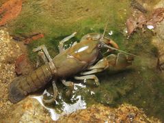 Parastacus pugnax