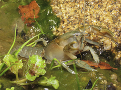 Parastacus pugnax
