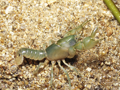 Parastacus pugnax