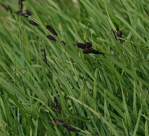 Carex scopulorum var. scopulorum