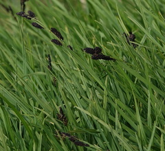 Carex scopulorum scopulorum